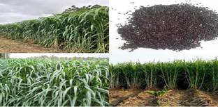 ibains Napier grass seeds organic pack of 5028 Seed