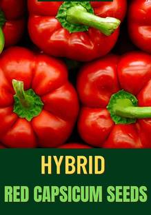 VibeX HUA-82 - Premium Hybrid Red Capsicum - (450 Seeds) Seed