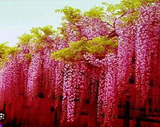 RRNURSERY pink wisteria plant seeds Seed