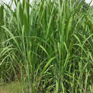 BDSresolve super napier grass stick/hybrid napier grass sick Seed