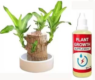 DHOR mini Brazilian Lucky Wood Live Stick Plant Seed