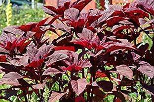 KANAYA Red/Cholai Red Saag Seed