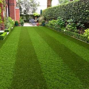 SREE Mexican grass seeds, Mexican lawn grass seeds for garden Seed