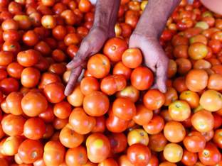 CYBEXIS Nath Amrut-101 Hybrid Tomato500 Seeds Seed