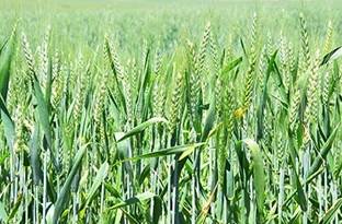 LPR GAHU SEEDS ,WHEAT Seed