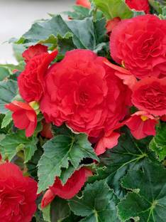 Audbhidhi Begonia Flower Bulb for All Season Seed