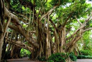 EasySeeds Banyan, Vad Tree, Bargad Tree, Vatavriksh Seed