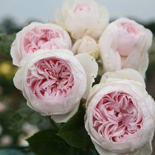 VibeX ® VXI-9 Climbing Rose by Heirloom Roses Seed