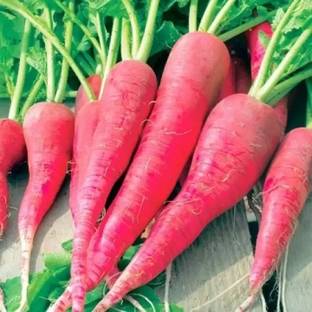 MAA Radish Red, Muli Seed