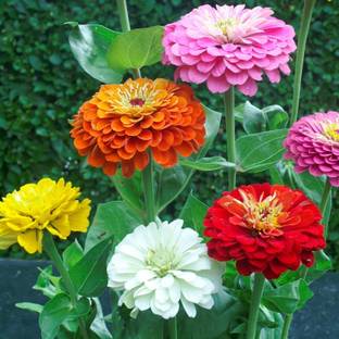 CEZIUS Flowering Seeds for Home Gardening Zinnia Dahlia mix Seed