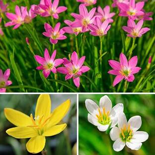 Cloud Farm Rain Lily Zephyranthes Flower Bulbs for Summer Season Mix Seed