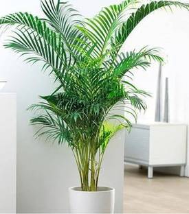 ibains Areca palm plant seeds for tree Seed