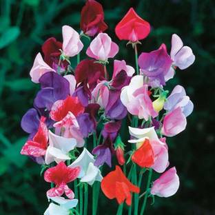 KUSH Sweet Pea Mixed Colour Flower Seeds Seed