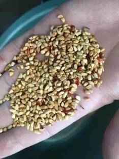 Chalisa Rose, Flower seeds Seed