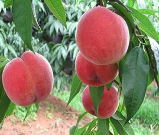 KANAYA Peach Fruit (Aadu) Fruit Seed
