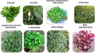 CHILLATAI Combo 8 Variety Spinach Seeds / Combo Leaf Vegetable Seed