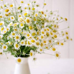 CYBEXIS PUAS-26 - Roman / German Chamomile - (750 Seeds) Seed