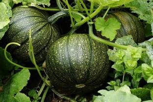 Aywal Chapan Kaddu Vegetable Seed