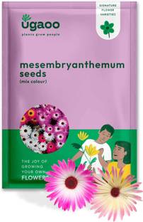 UGAOO Mesembryanthemum Flower Seed