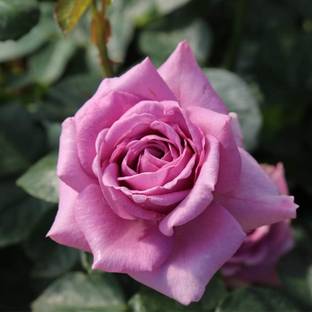 Qualtivate DXL-2AT Purple Climbing Rose Seeds Seed