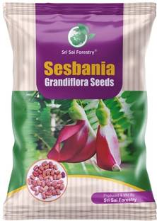 SRI SAI FORESTRY Sesbania Grandiflora Agati Seed