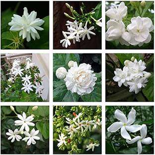 Arshiayat jasmine flower seeds Seed