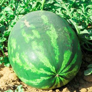 CYBEXIS NBIR-8 - Watermelon Crimson Sweet - (150 Seeds) Seed