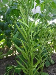 Radha Krishna Agriculture Guar Phali Seeds ,Easy To Growing Vegetables Seeds For Gardening Pack Of 70 Seed