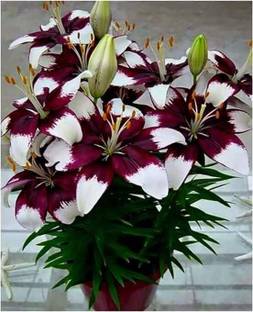 Cloud Farm Lily Plant Seed