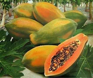 THAMMAR RED LADY F1 HYBRID PAPAYA TAIWAN 786 VARIETY SEEDS ( 800 SEEDS ) ( 800 SEEDS PER PACKET ) Seed