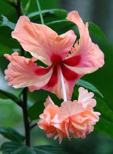 JDM Store hibiscus lions tail Seed