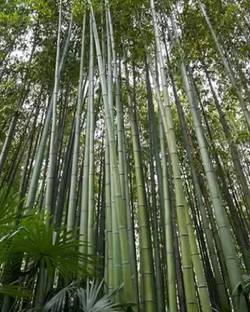 wequality Hybrid bamboo seed for garden Seed