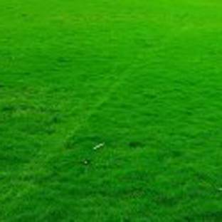SREE Grass Seeds for Garden/Park/Playground, Lawn Grass Seed