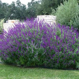 Qualtivate XXX-3A Mexican Sage - Salvia leucantha Seed