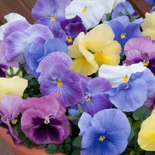 Mozette Exotic viola Seed