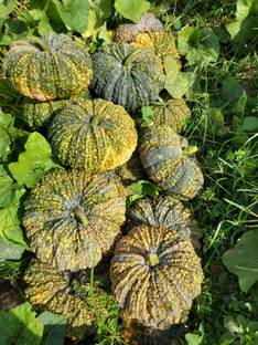 ErTh Thai Pumpkin Seed