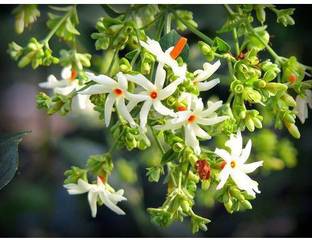 GROWN Raat Ki Rani Harshringar Flower Plant Seed For Kitchen Gardening - 20 Seed