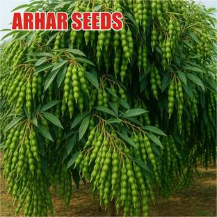 Wheat 250g arhar seeds highest yield variety type of Desi test Seed