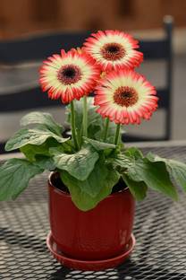 CYBEXIS Gerbera jamesonii, Red and white Color Gerbera Daisy Seed