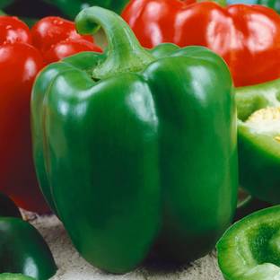 VibeX ® LXI-532 Chinese Giant Capsicum Sweet Pepper Seeds Seed