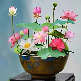 SUAA Lotus Flower Seeds mix - Indoor For Home Garden Seed