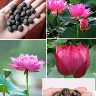 Tradinghub Lotus Seeds, Kamal Seeds, Kamal Gatta Seed