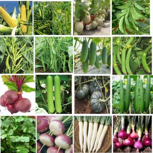 HYBRID Top 16 vagitable crops seeds highest yield variety early fruiting dark green Seed