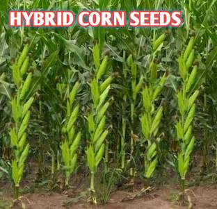 HYBRID 1kg Highest yield variety long bhutta corn seeds, Hybrid makka seeds Seed
