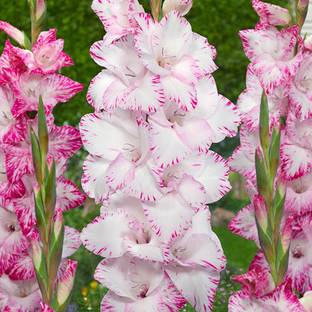 MondalNursery gladiolus flower bulbs Seed