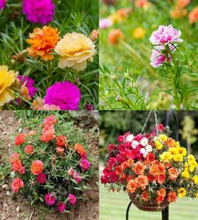 ibains Portulaca flower seeds all colours bij 78 Seed