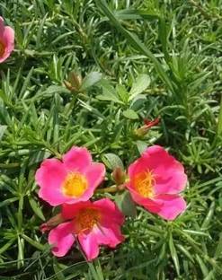 Aywal 12'o Clock Flower Seed