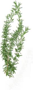 VibeX XLR-57 - Rosemary (Rosemarinus officinalis) - (750 Seeds) Seed