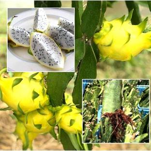 ACMS Israeli Yellow Dragon Fruit Seed For Home And Kitchen Garden Seed