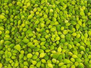 ibains Kakora seed Seed